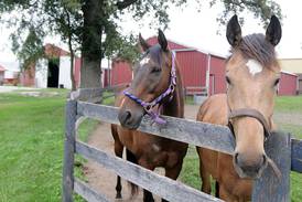 University of Illinois Extension seeks youth for Horse and Hippology Club