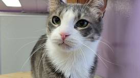 Cat with big personality ready to charm a forever family