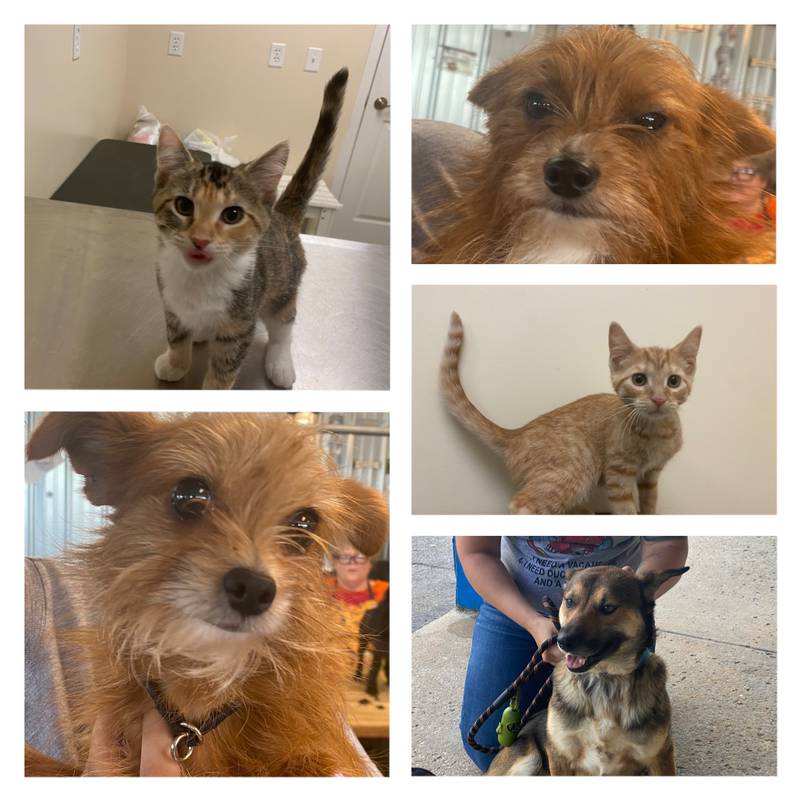 The Morris Herald-News presents this week’s Pets of the Week.