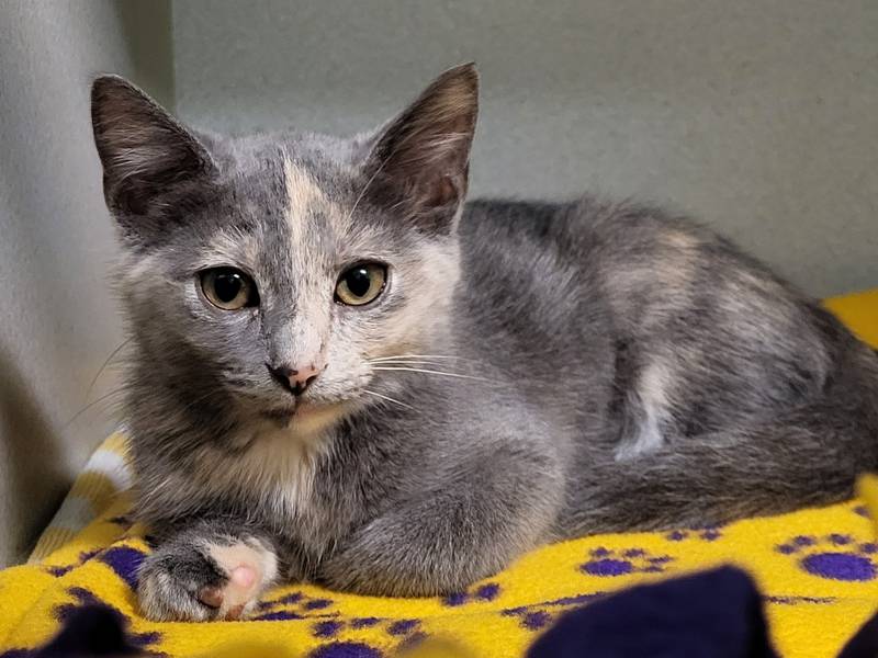 Alma is Save-A-Pet's pet of the week for Sept. 28, 2023.