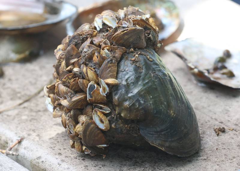 A view of an invasive zebra mussel on Wednesday, May 20, 2026, at Starved Rock Marina. Although this mussel was not found at Starved Rock, these are an example of an aquatic invader known to spread rapidly in freshwater ecosystems.
