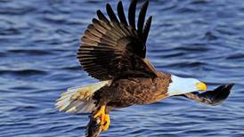 5 Things to Do: Eagle Watch Weekend at Starved Rock, puzzle tournament and more this weekend