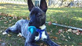 Formerly abused puppy ready to write new chapter of his story
