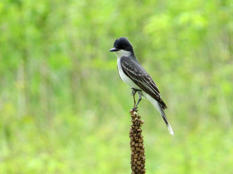 The eastern kingbird, Tyrannus tyrannus, gets its scientific name from its tyrant-like approach to territory defense, which can include defensive strikes at squirrels, crows and even hawks.