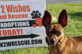 Plainfield’s Wags 2 Wishes Animal Rescue must relocate