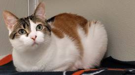 Loving, easygoing cat seeks forever family’s laps to lounge in