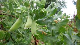 La Salle County Farm Bureau to hold freezer food fundraiser