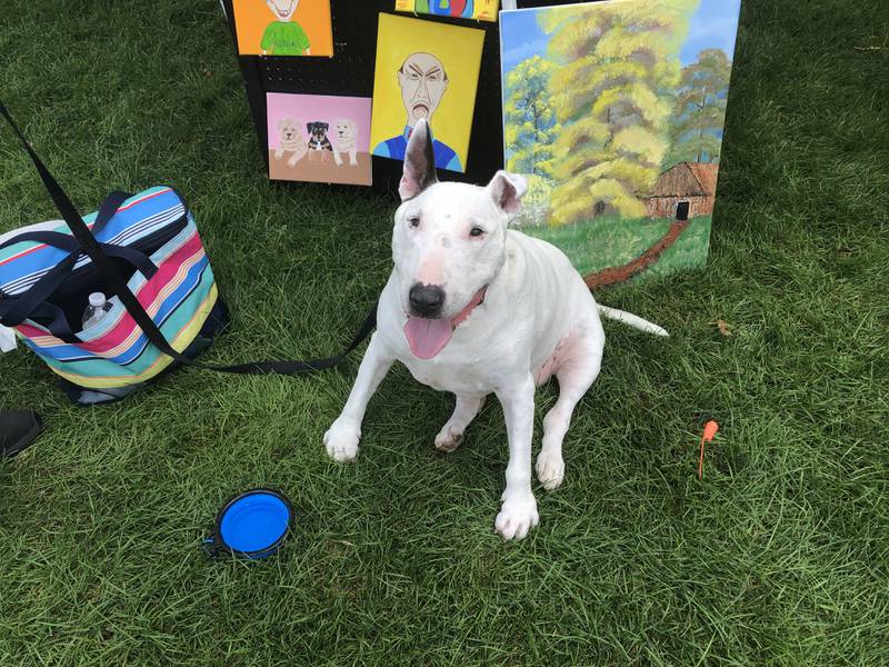 A dog, Tyler, enjoys Pawfest in Huntley Aug. 3, 2024.