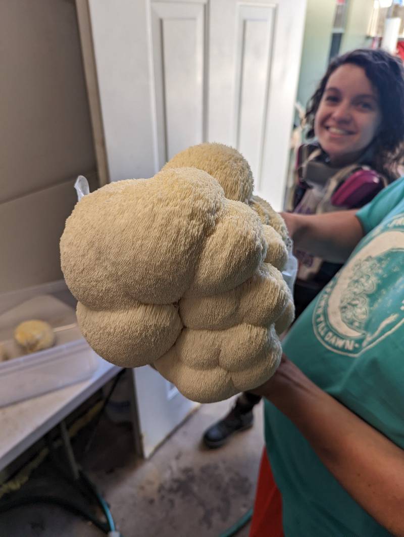 Angel Cress and her partner show a freshly grown Lion's Mane mushroom, which is sold at their shop From Spore to More in Fox River Grove.