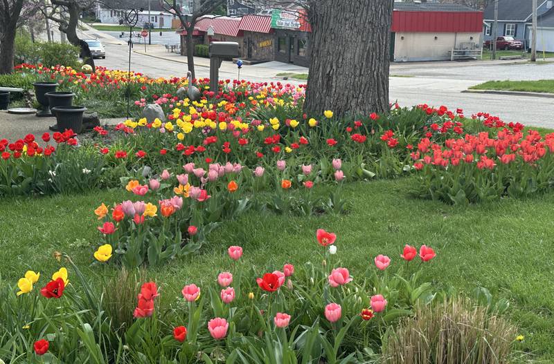 More than 1,000 tulips bloom on Tuesday, April 14, 2026, outside a home at the corner of Greenwood and Fourth streets in Spring Valley. The home is located across the street from Verucchi's restaurant. The tulips return each year at this location, creating a vibrant display that serves as a sure sign of spring.