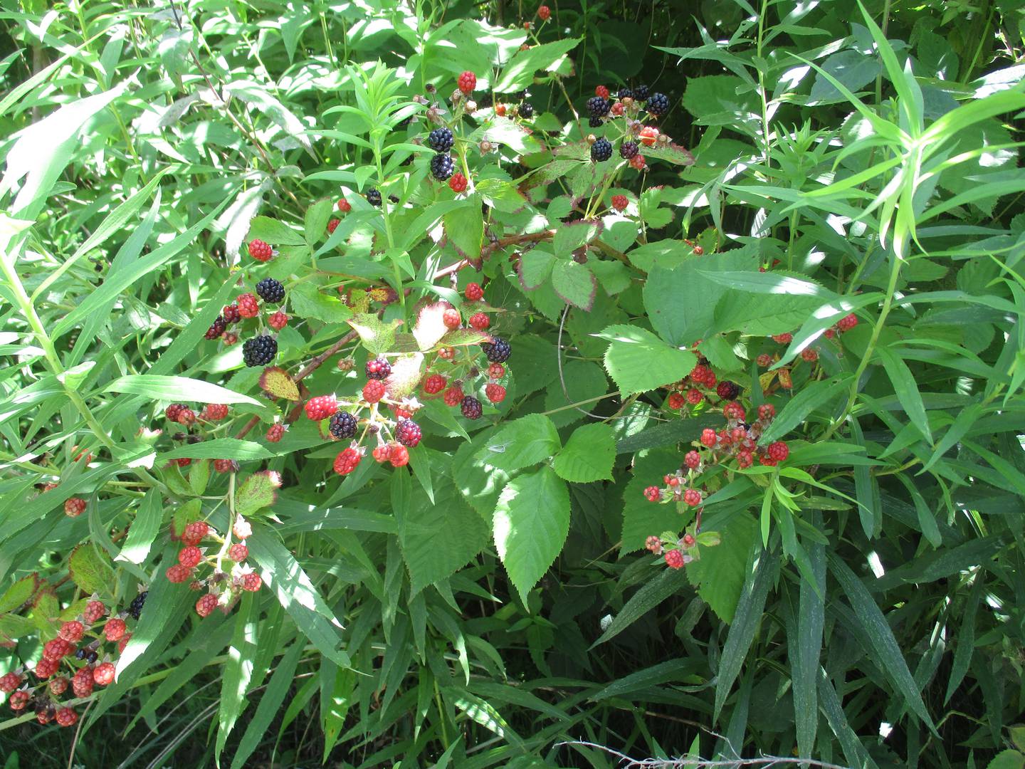 Wild raspberries and blueberries grow in the Subat Forest Preserve in Plano, seen here on July 28, 2023.
