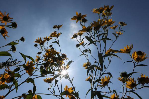 560-acre DeKalb data center proposal ‘threatens’ Afton Forest Preserve, agency says