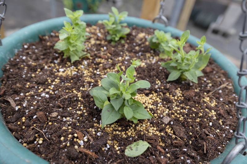 Each of the 336 baskets will receive 20 petunia plants.