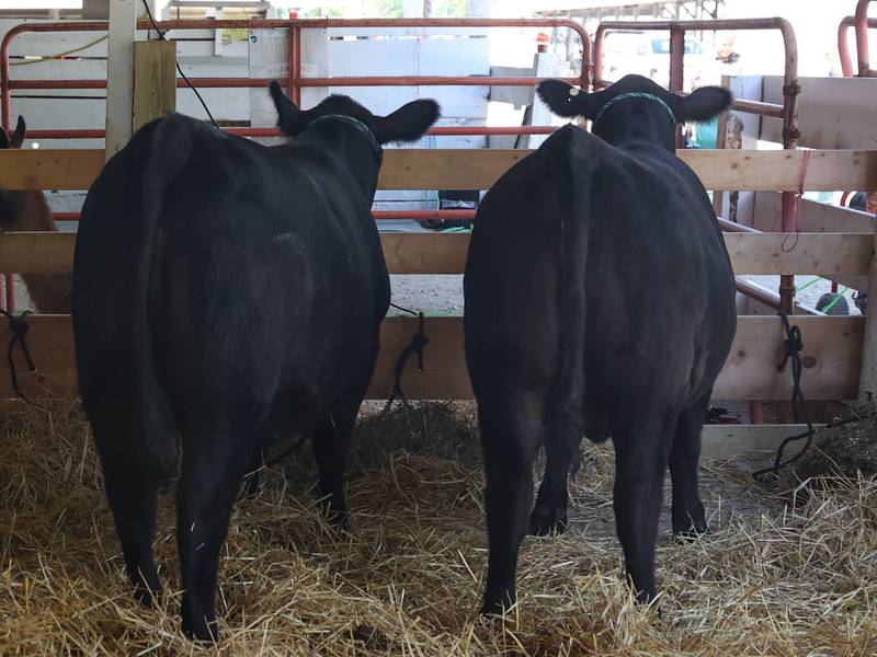 Trevor McIntire ties up his three pure-breed Angus cattle after competing the the market steer and heifer competition at the Grundy County 4-H Fair on Sunday, July 30 in Morris.