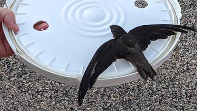 Good Natured in St. Charles: 7 little chimney swifts get a second chance