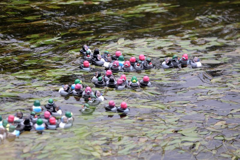 Over 200 rubber ducks travel down a restored stretch of Spring Brook at St. James Farm Forest Preserve in Warrenville on Thursday, Sept. 7, 2023 during the Friends of the Forest Preserve District of DuPage County’s rubber duck race fundraiser.