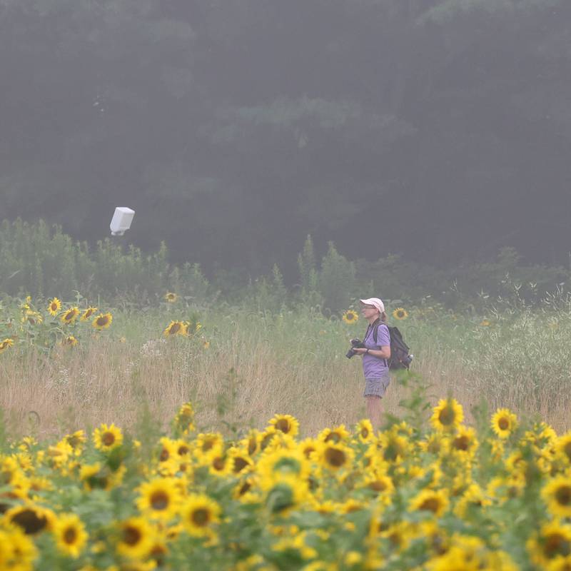A visitor takes pictures of the sunflower field Monday, July 22, 2024, at Shabbona Lake State Recreation Area in Shabbona Township.