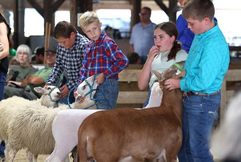 Contestants check out the competition at the sheep show Friday, Aug. 1, 2025, during the DeKalb County 4-H Livestock Fair at the Sandwich Fairgrounds.