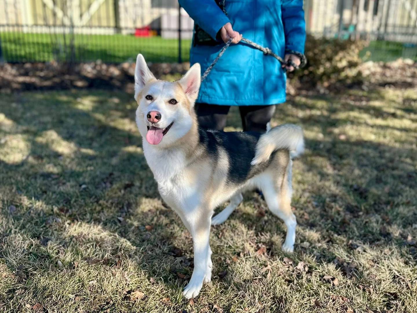 Daphne is a sweet, energetic and loving 10-month-old husky mix. Daphne loves to run and jump around, and she appears to be dog-friendly. To meet Daphne, email the Will County Humane Society at willcountyhumane.com and follow the instructions for the adoption process.