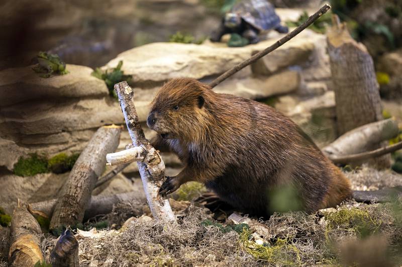 A nature diorama set on the third floor of the Grist Mill has two new furry friends. The board recently added a beaver and a mountain lion. Though there’s not many lions stalking around the park, they did at one time patrol the area.