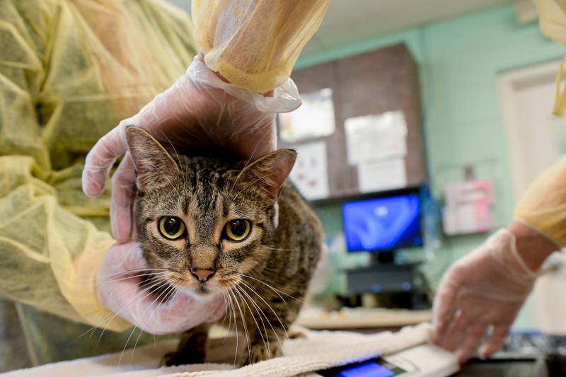 An adult cat named "Katy" is checked over at Anderson Humane in South Elgin as part of the intake process for the dogs and cats rescued from the recent Texas Floods.  The animals were flow north on a Dog Is My CoPilot flight to the Aurora Municipal Airport on Thursday, Jul 24, 2025 in Sugar Grove.