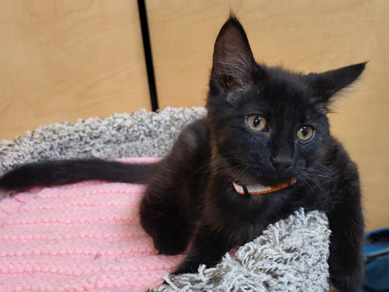 Geronimo is Save-A-Pet's pet of the week for Aug. 17, 2023.