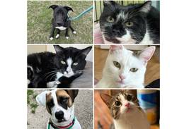 Will County Pets of the Week: April 21, 2025