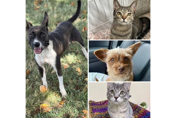 Will County Pets of the Week: Aug. 11, 2025
