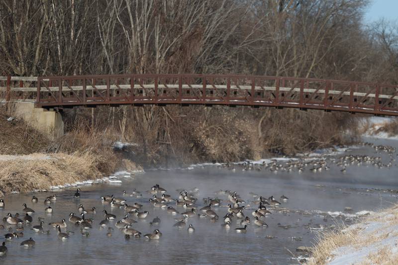 Canada geese seek refuge from the cold in the steaming warmer waters of the Kishwaukee River Friday, Jan. 23, 2026, near Hopkins Park in DeKalb. Temperatures fell to well below zero degrees Friday, one of the coldest days of the year.