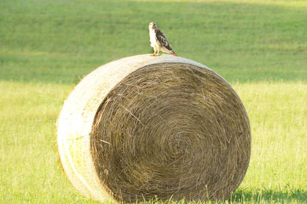 Savanna District of Upper Mississippi River Refuge requests hay harvest bids at Pleasant Creek Tarr Tract