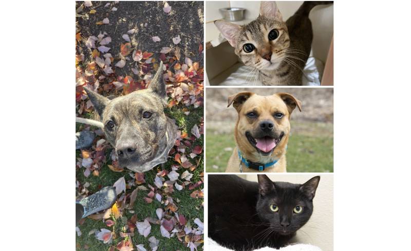 The Herald-News presents this week’s Pets of the Week. Read the description of each pet to find out about it, including where it can be adopted in Will County.