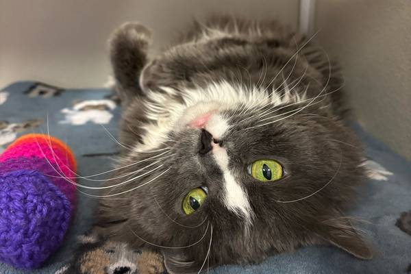 Once-abandoned cat needs some TLC to become comfortable
