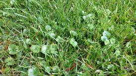 Down the Garden Path: Keep an eye out for Creeping Charlie this spring