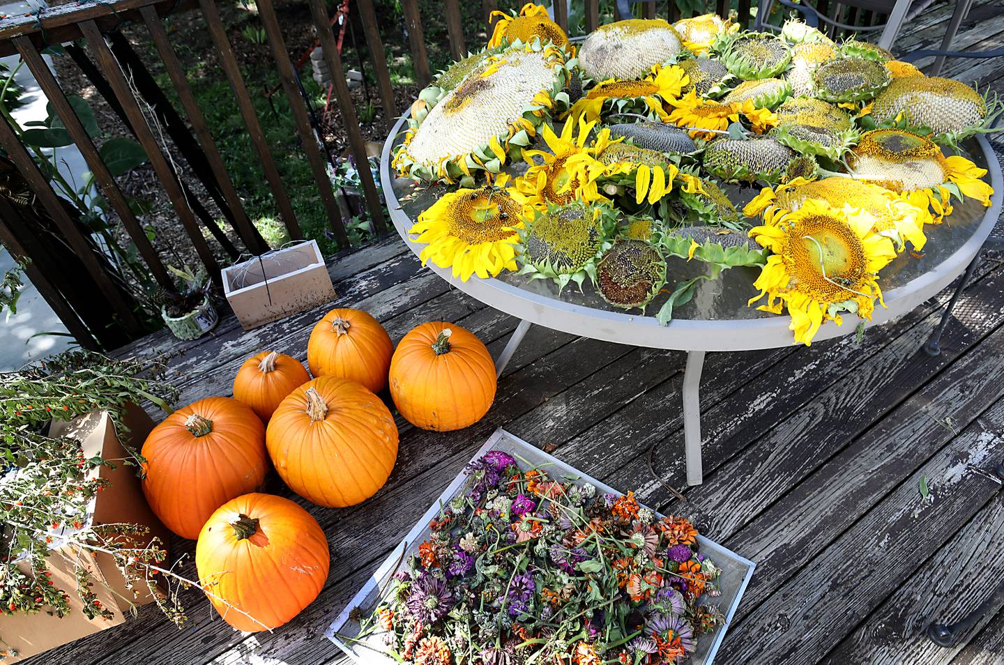 Salvaged pumpkins, sunflowers heads and zinnia flowers from Konni Vukelic’s pollinator garden on Friday, August 22, 2025. Vukelic, the owner of Three Bees Honey Farms, is upset with the way the City of Marengo handled removing part of her pollinator garden around her home in Marengo.