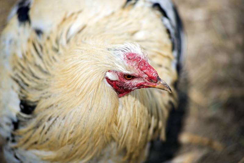 One of many chickens on the farm in Chadwick