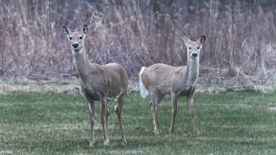 IDNR to host public informational meetings about Chronic Wasting Disease in deer