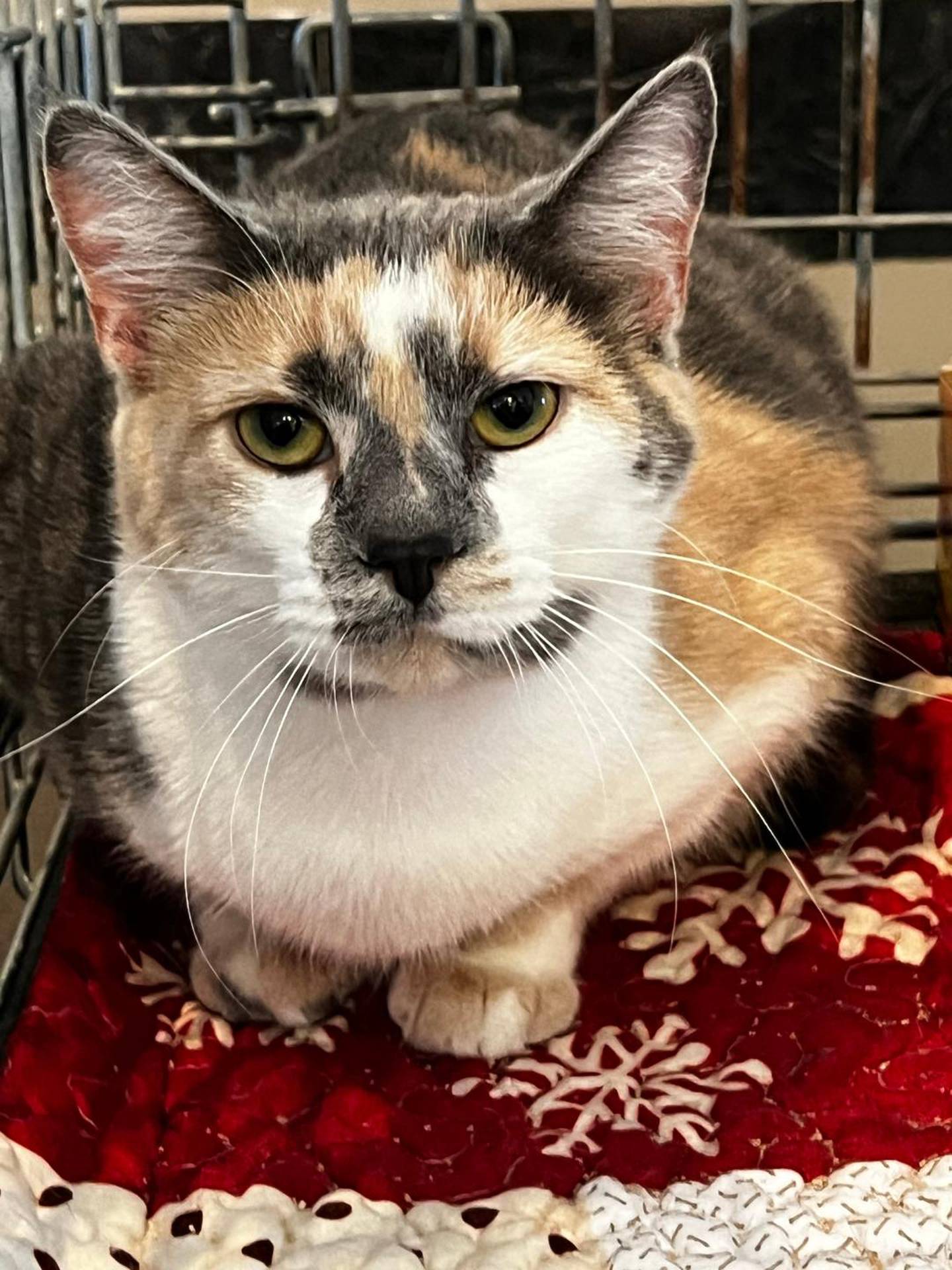 Harmony is a 3-year-old dilute calico that was rescued from a high kill shelter in Kentucky. She is gentle with a loving nature. She warms up quickly and just wants pets and attention. Harmony spent time in a foster home where she got along with other cats and learned to live with a dog. To meet Harmony, email Catadoptions@nawsus.org. Visit nawsus.org.