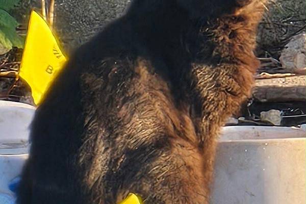 La Salle County working on compromise over feral cats