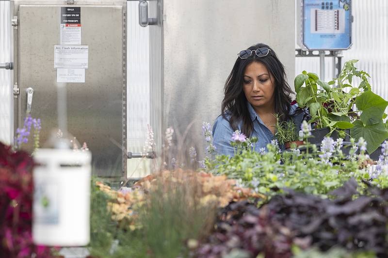 Angie Arellano of Rock Falls shops for plants in Sterling High School’s greenhouse Thursday, May 7, 2026, during Sterling High School’s Farmapalooza. The FFA-sponsored event brings in students and members of the public to introduce Sterling’s grade school students to agriculture life.