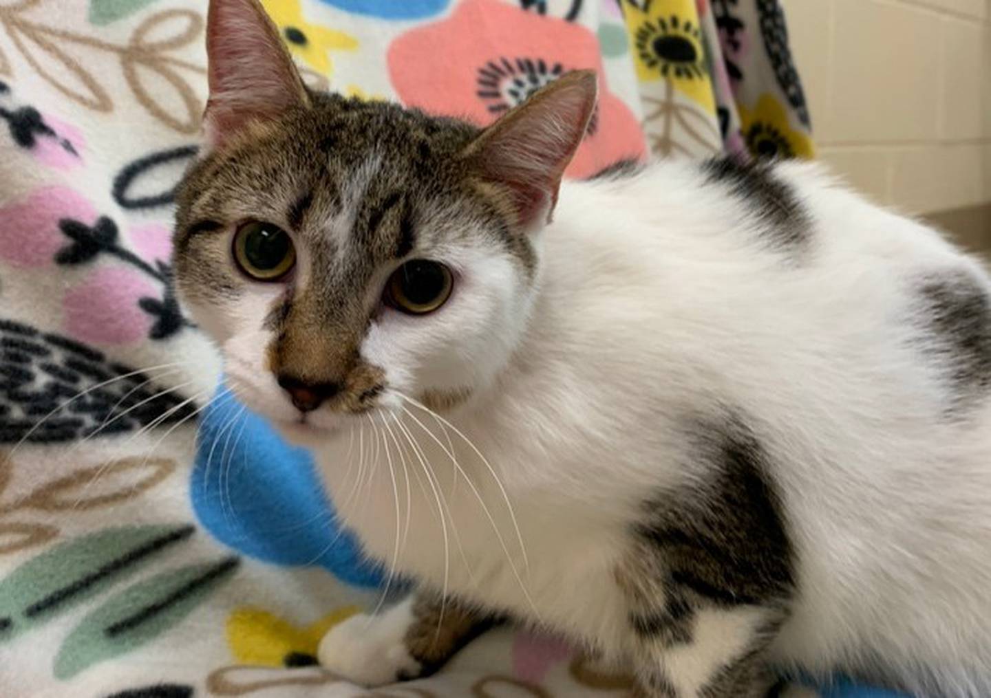 Cullen is a sweet 10-month-old that was left in a carrier by the shelter’s front doors a few weeks ago. He needs a quiet home with a patient owner who can give him time to adjust. To meet Cullen, call Joliet Township Animal Control at 815-725-0333.