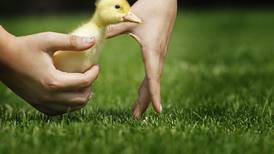 Down the Garden Path: Pet-friendly landscaping