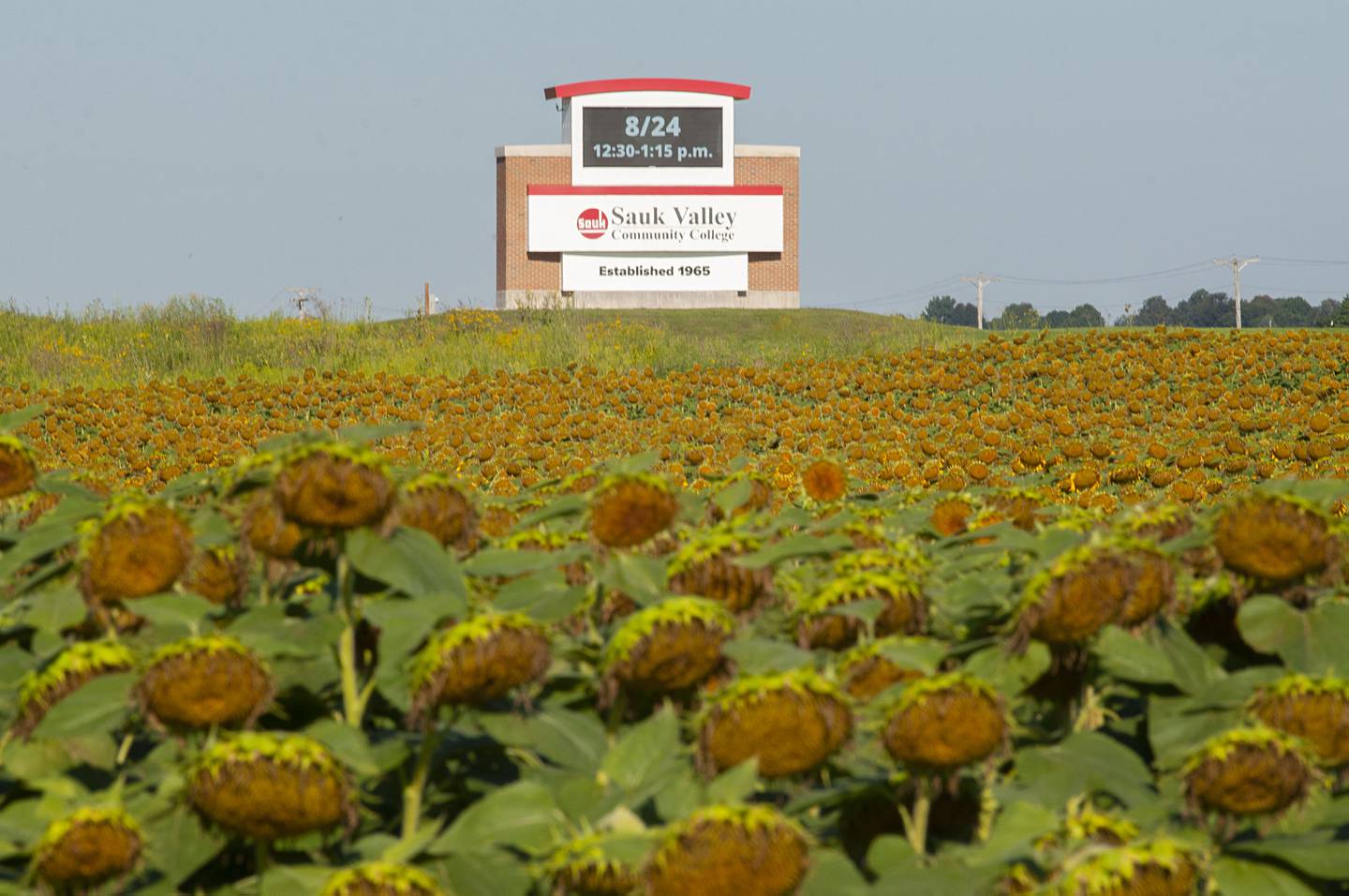 A patch of sunflowers, planted by the ag class at SVCC, sits proudly on display outside of the college.