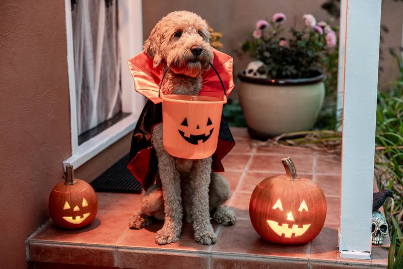 Cedar Lane Kennels - Halloween Safety Tips For Your Pet