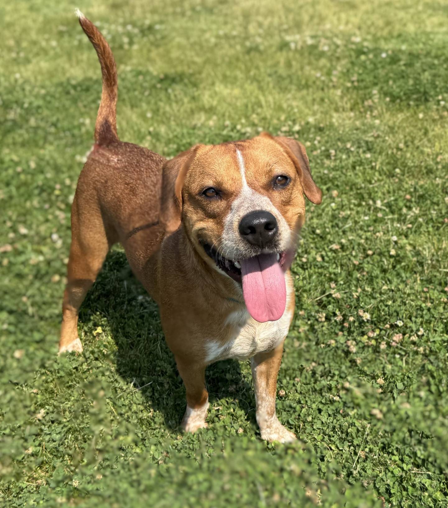 Butternut is a gentle 18-month-old lab mix who came to NAWS from a high-kill shelter in Kentucky. He loves walks and gets along well with dogs, cats and kids. Butternut will be a great addition to any home. To meet Butternut, email Dogadoption@nawsus.org. Visit nawsus.org.