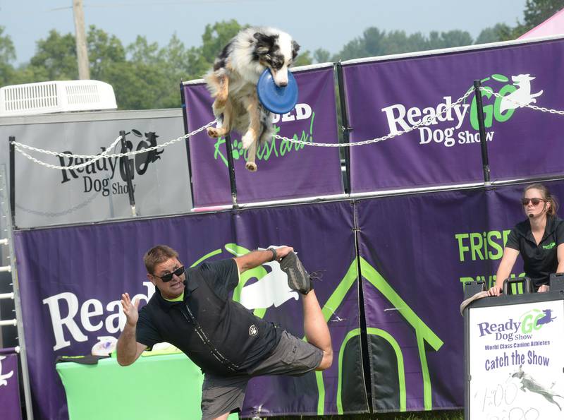 John Casey of the Ready Go Dog Show watches Big Bombay zero in on a flying disc during a performance at the Ogle County Fair on Thursday, July 31, 2025.