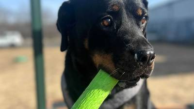 Lap dog seeks forever family to snuggle with
