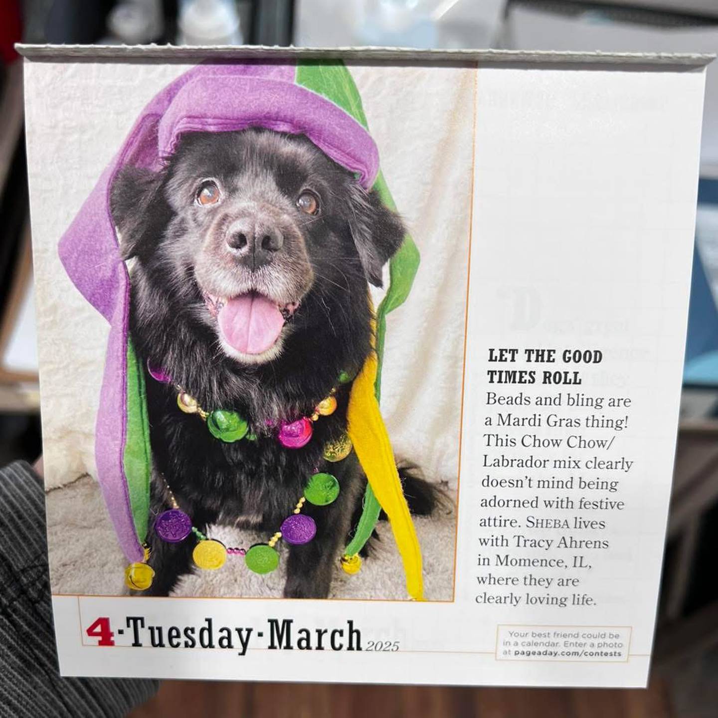 Sheba, who was adopted from Iroquois County Animal Rescue by Momence resident Tracy Ahrens, is featured in the Workman Publishing 365 Dogs Page-a-Day calendar for 2025.