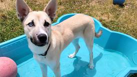 Active dog seeks family for new adventures