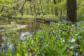 Starved Rock State Park chosen as spotlight site for Leave No Trace