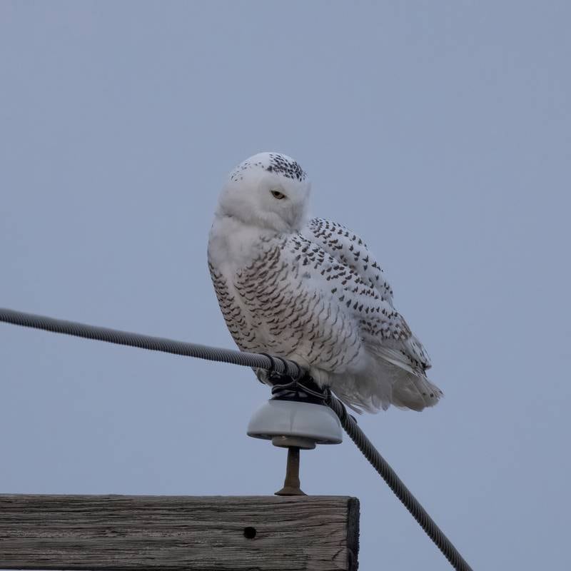Justine Neslund photographed this snowy owl spotted visiting McHenry the evening of Saturday, Dec. 7, 2024. The bird is a fledgling male, born this summer in the arctic, according to a spokesman from projectsnowstorm.org.